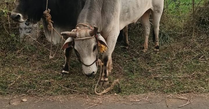 पशुओं पर क्रूरतापूर्वक ले जाने वाले दो व्यक्ति को किया गिरफ्तार
