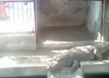 सागर बीजेपी के पूर्व विधायक हरवंश सिंह राठौर के घर 2 दिनों तक चली आईटी की रेड में बड़ा खुलासा, छापे में 14 किलो सोना और लगभग 4 करोड़ की नकदी बरामद, बंगले के अंदर मिले 3 मगरमच्छ, वायरल हुआ VIDEO