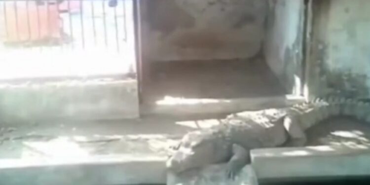 सागर बीजेपी के पूर्व विधायक हरवंश सिंह राठौर के घर 2 दिनों तक चली आईटी की रेड में बड़ा खुलासा, छापे में 14 किलो सोना और लगभग 4 करोड़ की नकदी बरामद, बंगले के अंदर मिले 3 मगरमच्छ, वायरल हुआ VIDEO