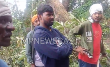 *संग्रहालय निर्माण स्थल पर सामग्री पहुंचने के नाम पर ठेकेदार ने कटवाए महुए के पेड़*  *पर्यावरण के नाम पर ढोंग रचने वाले एक बार फिर आए चुप्पी साधे नजर*