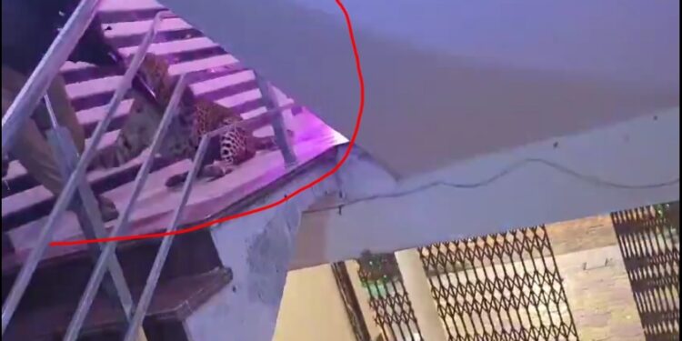 शादी समारोह में तेंदुआ घुस आया। उस पर क़ाबू पाने वन विभाग और पुलिस की टीम सीढ़ियां चढ़ रहीं थीं तो फिर तेंदुए कैसे राइफ़ल छीना, देखिएगा