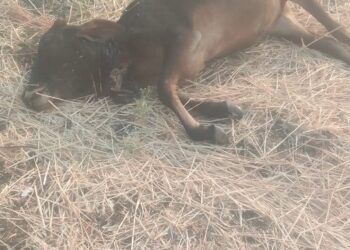 *खमारपानी चौकी अंतर्गत खैरी खुर्द ग्राम में शेर ने किया बछड़े पर हमला*