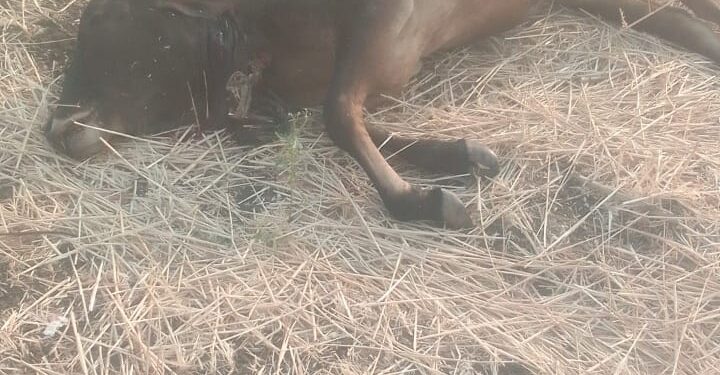 *खमारपानी चौकी अंतर्गत खैरी खुर्द ग्राम में शेर ने किया बछड़े पर हमला*