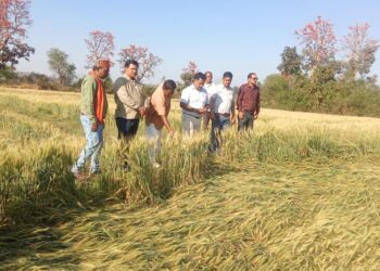 विधायक ने खेतों में पहुँचकर देखी बर्बाद फसल