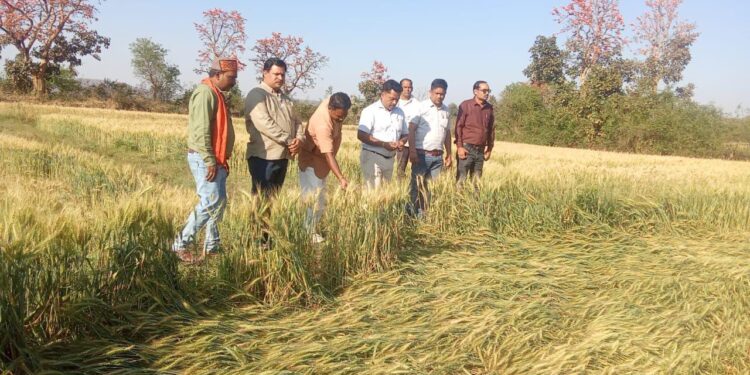 विधायक ने खेतों में पहुँचकर देखी बर्बाद फसल