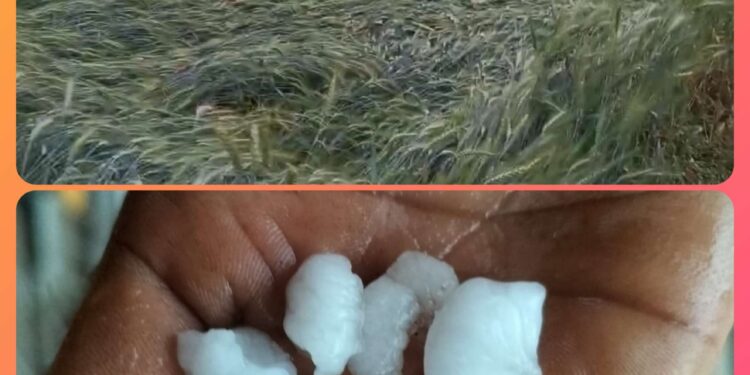 कटनी के बरही में तेज बारिश के साथ गिरे ओले,सैकड़ों किसानों की गेंहू की फसल हुई चौपट  किसानों के मेहनत पर फिरा पानी  किसानों ने प्रशासन से जांच कर मुआबजे की मांग की