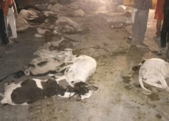 बेकाबू ट्रक ने 53 भेड़ों को रौंदा, 50 की दर्दनाक मौत