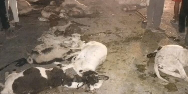 बेकाबू ट्रक ने 53 भेड़ों को रौंदा, 50 की दर्दनाक मौत