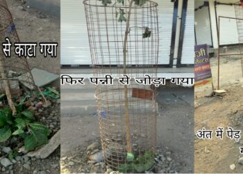 पहले पेड़ को काटा,फिर पन्नी से बांधा,अंत में सुख दिया गया…।  क्या…जनसहयोग करने वाले व्यापारी के पास पावर है कि हरे-भरे पेड़ को कटवा दे या सुख दें..।