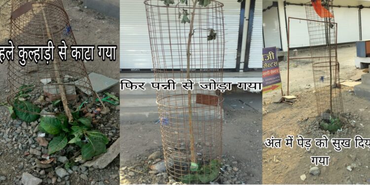 पहले पेड़ को काटा,फिर पन्नी से बांधा,अंत में सुख दिया गया…।  क्या…जनसहयोग करने वाले व्यापारी के पास पावर है कि हरे-भरे पेड़ को कटवा दे या सुख दें..।