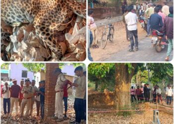 सड़क किनारे संदिग्ध अवस्था में मिला तेंदुए का शव  देररात तक कार्रवाई में जुटा रहा वन विभाग का अमला,ढीमरखेड़ा वन परिक्षेत्र के करौंदी बीट की घटना,तेंदुए की कैसे हुई मौत पोस्टमार्टम के बाद होगा खुलासा