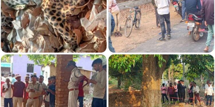 सड़क किनारे संदिग्ध अवस्था में मिला तेंदुए का शव  देररात तक कार्रवाई में जुटा रहा वन विभाग का अमला,ढीमरखेड़ा वन परिक्षेत्र के करौंदी बीट की घटना,तेंदुए की कैसे हुई मौत पोस्टमार्टम के बाद होगा खुलासा