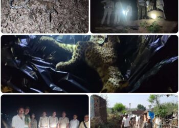 बांधवगढ़ में डॉक्टरों की टीम ने किया तेंदुए का पीएम, कटनी में हुआ दाह संस्कार  करौंदी बीट के महनेर राजस्व क्षेत्र में मिला था मृत मादा तेंदुए का शव,डॉग स्क्वायड टीम देररात तक करती रही सर्च ऑपरेशन