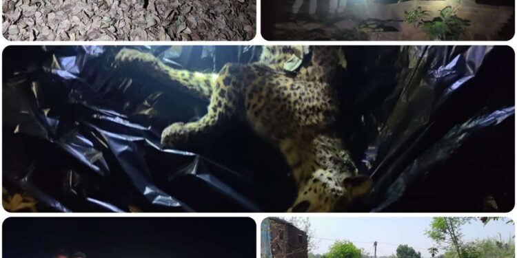 बांधवगढ़ में डॉक्टरों की टीम ने किया तेंदुए का पीएम, कटनी में हुआ दाह संस्कार करौंदी बीट के महनेर राजस्व क्षेत्र में मिला था मृत मादा तेंदुए का शव,डॉग स्क्वायड टीम देररात तक करती रही सर्च ऑपरेशन
