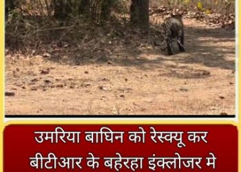 उमरिया बाघिन को रेस्क्यू कर बीटीआर के बहेरहा इंक्लोजर मे छोड़ा गया,बाघिन के हमले से 12 वर्षीय बालक की मौत और महिला गंभीर घायल हुई थी,धमोखर बफर क्षेत्र से किया गया रेस्क्यू।