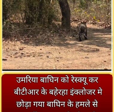 उमरिया बाघिन को रेस्क्यू कर बीटीआर के बहेरहा इंक्लोजर मे छोड़ा गया,बाघिन के हमले से 12 वर्षीय बालक की मौत और महिला गंभीर घायल हुई थी,धमोखर बफर क्षेत्र से किया गया रेस्क्यू।
