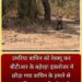 उमरिया बाघिन को रेस्क्यू कर बीटीआर के बहेरहा इंक्लोजर मे छोड़ा गया,बाघिन के हमले से 12 वर्षीय बालक की मौत और महिला गंभीर घायल हुई थी,धमोखर बफर क्षेत्र से किया गया रेस्क्यू।