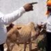 देवास जिले के ग्राम थुरिया में पकड़ा पी कप बाहन महाराष्ट्र वध के लिए जा रही 8 मवेशियों से भरी पिकअप वाहन को बजरंगीयो ने पकड़ा  गोवंश को सुरक्षित गौशाला में पहुंचा