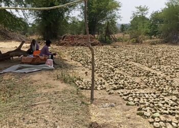 ग्रामीणों को मिला रोजगार,, हरा सोना (तेंदूपत्ता) संग्रहण चालू,,,फड़ो मैं नही कोई व्यवस्थाएं,,