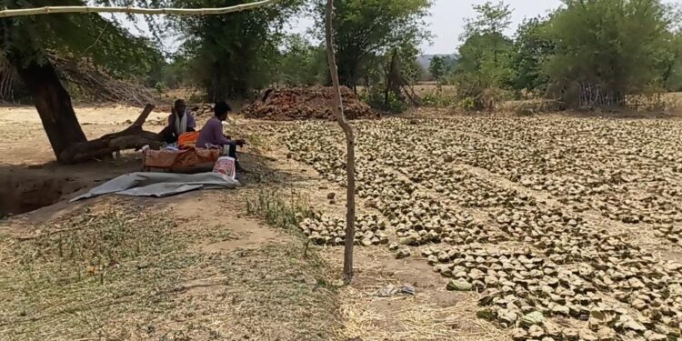ग्रामीणों को मिला रोजगार,, हरा सोना (तेंदूपत्ता) संग्रहण चालू,,,फड़ो मैं नही कोई व्यवस्थाएं,,