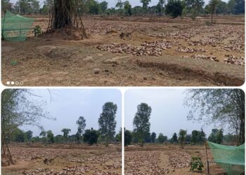 पत्ती ठेकेदार, ग्रामीणों से छीन रहे रोजगार,,नही कर रहे पत्ती संग्रहण,,,,,