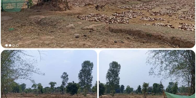 पत्ती ठेकेदार, ग्रामीणों से छीन रहे रोजगार,,नही कर रहे पत्ती संग्रहण,,,,,