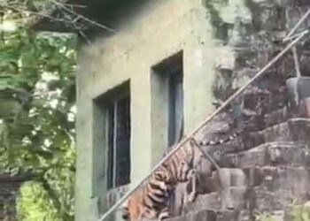 उमरिया बांधवगढ़ टाइगर रिजर्व के ताला जोन के भीतरी वॉच टावर में शावक पर्यटकों को दिखाई दिया।