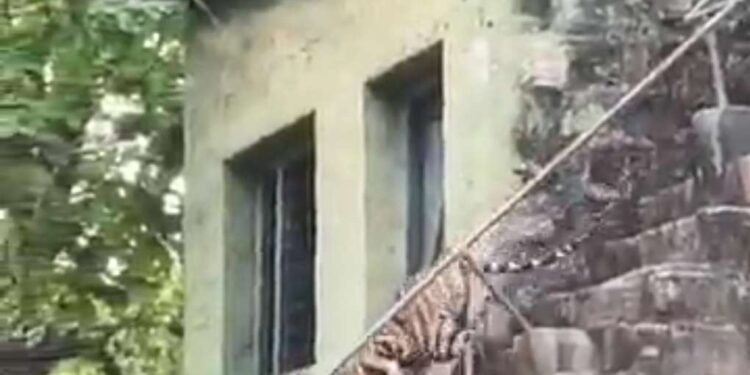 उमरिया बांधवगढ़ टाइगर रिजर्व के ताला जोन के भीतरी वॉच टावर में शावक पर्यटकों को दिखाई दिया।