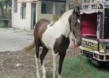 अजीबो गरीब मामला शराब तस्करी में घोड़े की ‘गिरफ्तारी’, असली तस्कर फरार!