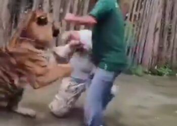 बाघ सेल्फी, इतनी मंहगी देखे वायरल VIDEO