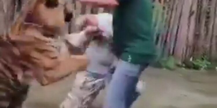 बाघ सेल्फी, इतनी मंहगी देखे वायरल VIDEO