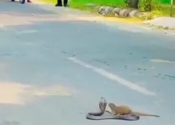 साँप और नेवला की सदियों से चली आ रही लड़ाई का वीडियो सोशल मीडिया पर हो रहा वायरल 