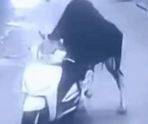 देखिऐ VIDEO एक साँड़ एक्टिवा चुरा ले गया  अगर यह सीसीटीवी फुटेज नहीं होता तो किसी को विश्वास भी नहीं होता