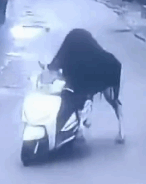 देखिऐ VIDEO एक साँड़ एक्टिवा चुरा ले गया  अगर यह सीसीटीवी फुटेज नहीं होता तो किसी को विश्वास भी नहीं होता