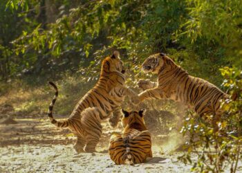 *“अतुलनीय मध्य प्रदेश” बना पर्यटकों की पहली पसंद, वर्ष 2024 में पहुंचे 13.41 करोड़ सैलानी* *भारत के हृदय, मध्य प्रदेश में पर्यटन ने 2024 में बनाए नए रिकॉर्ड*