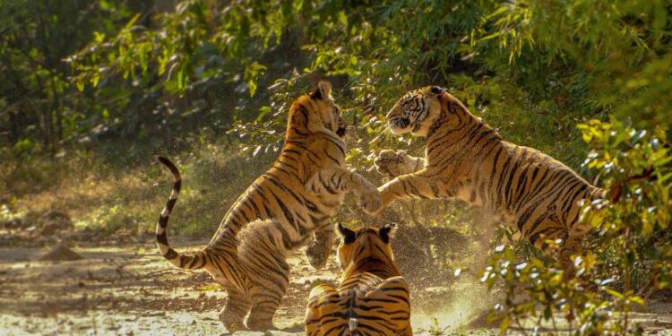 *“अतुलनीय मध्य प्रदेश” बना पर्यटकों की पहली पसंद, वर्ष 2024 में पहुंचे 13.41 करोड़ सैलानी* *भारत के हृदय, मध्य प्रदेश में पर्यटन ने 2024 में बनाए नए रिकॉर्ड*