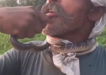 मौत का चुम्मा!! एक गांव में सांप निकला. गांव के जितेंद्र जीतू ने सांप को पकड़ा और गले में डाल लिया  गले में सांप डालकर जीतू ने गांव में “डेयरिंग शो” किया. इस दौरान वह सांप से अपनी जीभ “टच” करवाता रहा