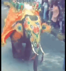 अहमदाबाद में जगन्नाथ रथयात्रा में हाथी बेकाबू हो गए.. हाथी बेकाबू होने से यात्रा में भगदड़ मच गई. यात्रा में कई हाथी थे