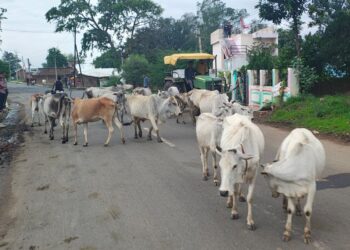 सड़कों पर लगा रहता है मवेशियों के डेरा,वाहनों की टक्कर से हो रहे चोटिल