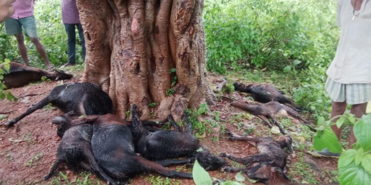 खम्हरिया में आकाशीय बिजली गिरने से 9 बकरियों की मौत,खमतरा में लोगों के घर घुसा पानी बारिश से शाम को बंद हुआ उमरियापान- ढीमरखेड़ा मार्ग,ठप्प रहा आवागमन