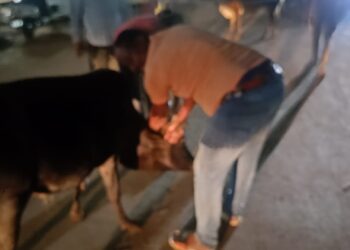 सिलौंडी में आवारा पशु को दुर्घटना से बचाने रेडियम लगाया