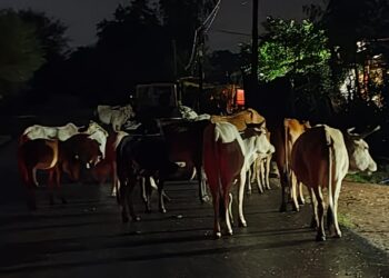 मवेशियों को खुला छोड़ रहे पशु मालिक, जिम्मेदार बेखबर