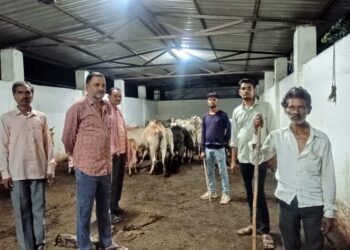 मवेशियों को खुला छोड़ रहे मालिक, पंचायत करा रही सुरक्षित व्यवस्था