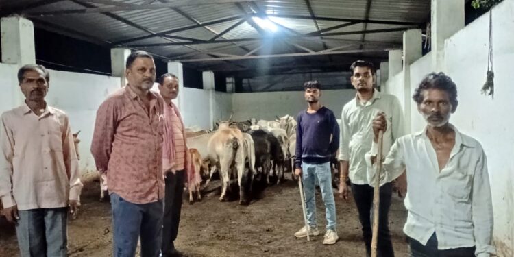 मवेशियों को खुला छोड़ रहे मालिक, पंचायत करा रही सुरक्षित व्यवस्था