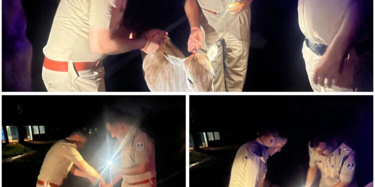 *बेजुबान पशुओं के जान की सुरक्षा और वाहन चालकों के साथ ना हो कोई दुर्घटना, यातायात थाना प्रभारी व बस स्टेंड चौकी प्रभारी ने ग्राम वासियों की मदद से सड़क में बैठे जुबान मवेशियों के सिंघ और गले में लगाए रेडियम पट्टे*