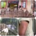 बिहरिया बीट में अतिक्रमणकारियों का कहर, वन विभाग के कर्मचारियों पर हमला, 20 एकड़ में फैलाया कब्जा
