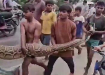 15 फुट का विशालकाय अजगर निकल आया। अजगर को ग्रामीणों और बच्चों ने हाथ से ही पकड़ लिया VIDEO
