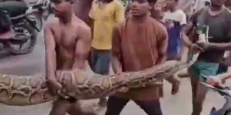 15 फुट का विशालकाय अजगर निकल आया। अजगर को ग्रामीणों और बच्चों ने हाथ से ही पकड़ लिया VIDEO