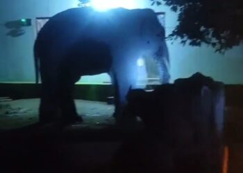 बांधवगढ़ टाइगर रिजर्व के पतौर में टेढ़े दांत वाला जंगली हाथी घर के नजदीक पहुंचा,सुरक्षा के लिए टीम तैनात