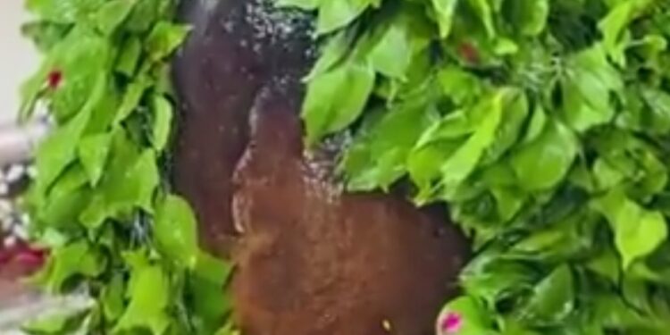 श्रावण मास के तृतीय सावन सोमवार पर श्री महाकालेश्वर ज्योतिर्लिंग महादेव के दिव्य अलौकिक अभिषेक श्रृंगार दर्शन।